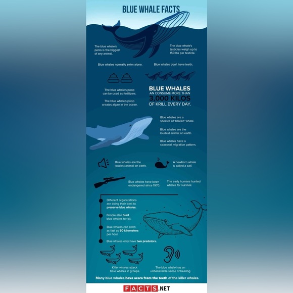 $2 Whale keychain blue or white $2 WITH ANY $10 ORDER OR MORE - Picture 10 of 16